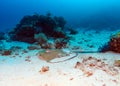 Whiptail Stingray (Dasyatis pastinaca) at Dive, Komodo