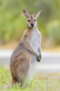 Whiptail wallaby (Macropus parryi) Royalty Free Stock Photo