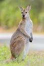 Whiptail wallaby (Macropus parryi) Royalty Free Stock Photo