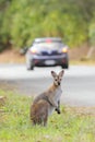Whiptail wallaby (Macropus parryi) Royalty Free Stock Photo