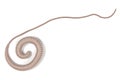 Whipworm Royalty Free Stock Photo