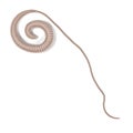 Whipworm Royalty Free Stock Photo