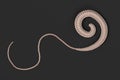 Whipworm Royalty Free Stock Photo