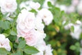 Whire rose bush outdoor, floral card