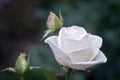 White rose water drops