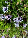 Whirligig African Daisy, Osteospermum 'Whirligig', garden ornamental