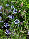 Whirligig African Daisy, Osteospermum 'Whirligig', garden ornamental