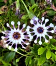 Whirligig African Daisy, Osteospermum 'Whirligig', garden ornamental