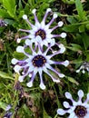 Whirligig African Daisy, Osteospermum 'Whirligig', garden ornamental