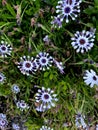 Whirligig African Daisy, Osteospermum 'Whirligig', garden ornamental