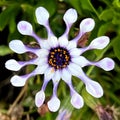 Whirligig African Daisy, Osteospermum 'Whirligig', garden ornamental