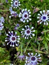 Whirligig African Daisy, Osteospermum 'Whirligig', garden ornamental Royalty Free Stock Photo