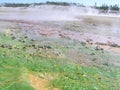 Whirligig Geyser in Norris Geyser Basin, surrounded by colorful iron oxide deposits