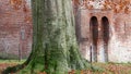 Whirling beech leaves, Nijenbeek Castle, Holland