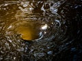 The whirlpool in the river in the spring.