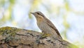 whirlybird bird sitting on a tree branch in spring Royalty Free Stock Photo