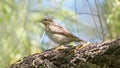 whirlybird bird sitting on a tree branch in spring Royalty Free Stock Photo