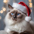 LaPerm Liveliness: Cat in a Santa Claus Hat Rings in the New Year with Curls Royalty Free Stock Photo