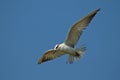 Whiskered Tern