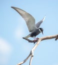 Whiskered Tern, photographed in South Africa.