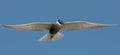 Whiskered tern ( Chlidonias hybrida )