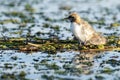 Whiskered Tern (Chlidonias hybrida) Royalty Free Stock Photo