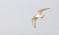 Whiskered Tern (Chlidonias hybrida) Bird Royalty Free Stock Photo