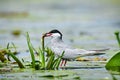 Whiskered tern Chlidonias hybrida with fish in its beak. Bird watching in the Danube Delta, Romania. Tern in natural habitat Royalty Free Stock Photo
