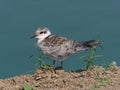 Whiskered tern Chlidonias hybrida juvenile Royalty Free Stock Photo