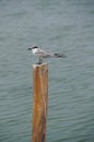 Whiskered Tern (Chlidonias hybrida) standing on post Royalty Free Stock Photo