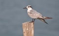 Whiskered Tern (Chlidonias hybrida) Royalty Free Stock Photo