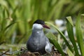 Whiskered Tern Chlidonias hybrida Royalty Free Stock Photo