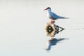 Whiskered tern (Chlidonias hybridus) in natural habitat