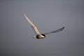 Whiskered tern, Chlidonias hybridus Royalty Free Stock Photo