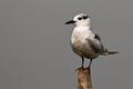 Whiskered Tern closeup