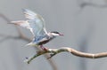 Whiskered Tern coming in to land Royalty Free Stock Photo