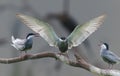 Whiskered Tern coming in to land Royalty Free Stock Photo