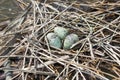 Whiskered tern with eggs