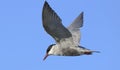 Whiskered Tern in flight Royalty Free Stock Photo