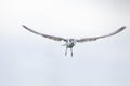 Whiskered tern in flight on cloudy day with spread wings artistic conversion Royalty Free Stock Photo