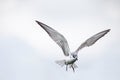 Whiskered tern in flight on cloudy day with spread wings artistic conversion Royalty Free Stock Photo