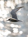 Whiskered tern in flight with open wings over beautiful ocean Royalty Free Stock Photo