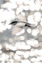 Whiskered tern in flight with open wings over beautiful ocean Royalty Free Stock Photo