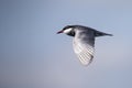 Whiskered tern in flight with open wings Royalty Free Stock Photo