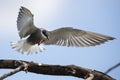Whiskered tern in flight with open wings Royalty Free Stock Photo