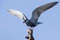 Whiskered tern in flight with open wings Royalty Free Stock Photo