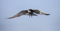 Whiskered tern in flight with open wings Royalty Free Stock Photo