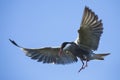 Whiskered tern in flight with open wings Royalty Free Stock Photo