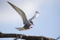 Whiskered tern in flight with open wings Royalty Free Stock Photo