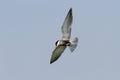Whiskered tern in flight Royalty Free Stock Photo